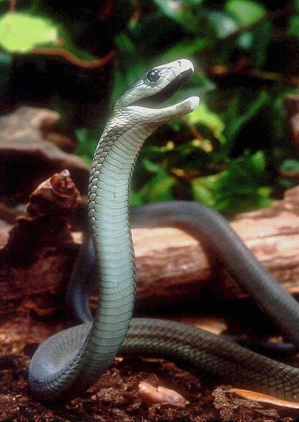 Rắn Mamba đen (Dendroaspis polylepis) được ví là 'tay sai của tử thần' vì độ hung hăng và chất cực độc khi tấn công. Nọc độc của  loài rắn sát thủ này đã giết hàng nghìn người trên thế giới.